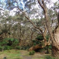 Balade Nature  » Coin tranquille – Ravine Blanche « 